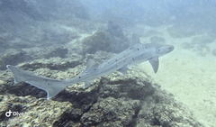 Spotted Houndshark photo 4