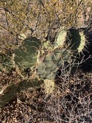 Opuntia cyclodes