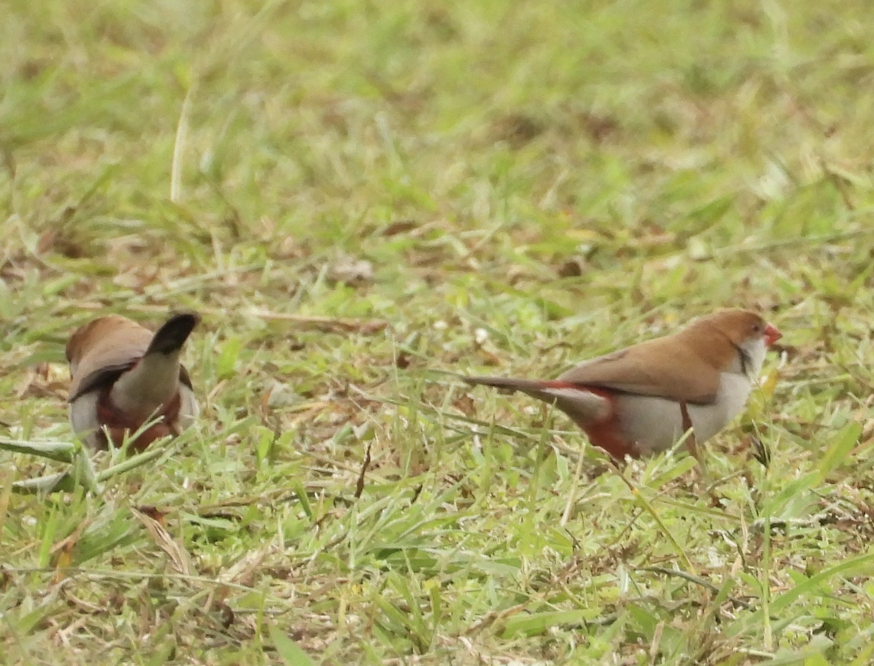 Fawn-breasted Waxbill (Estrilda paludicola), photo 2