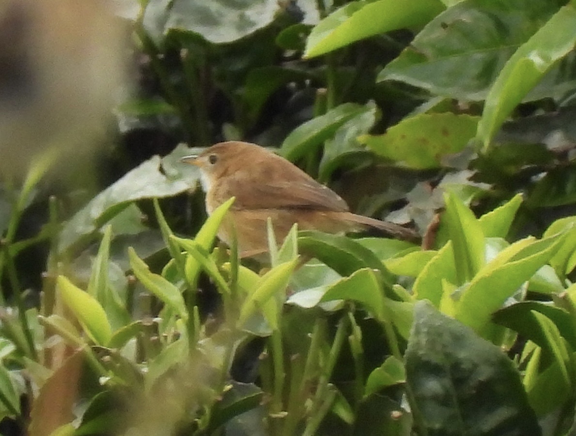 Short-winged Cisticola (Cisticola brachypterus), photo 8
