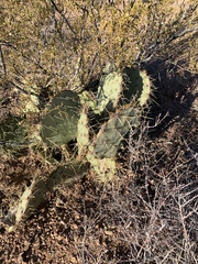 Opuntia cyclodes