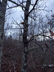 Pseudospongipellis unicolor