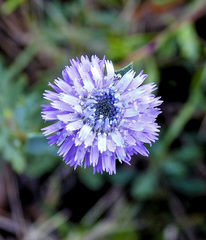 Globularia