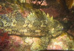 Chironemus marmoratus