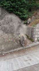 Sus scrofa moupinensis