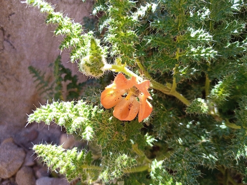 Caiophora pentlandii (Caiophora pentlandii)