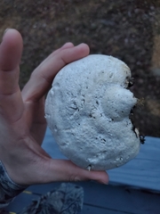 Pseudospongipellis unicolor