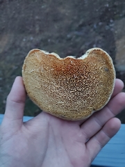 Pseudospongipellis unicolor