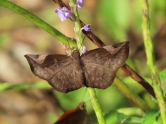 Eantis papinianus