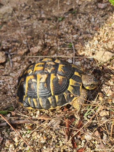 Testudo hermanni hermanni