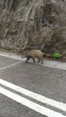 Sus scrofa moupinensis