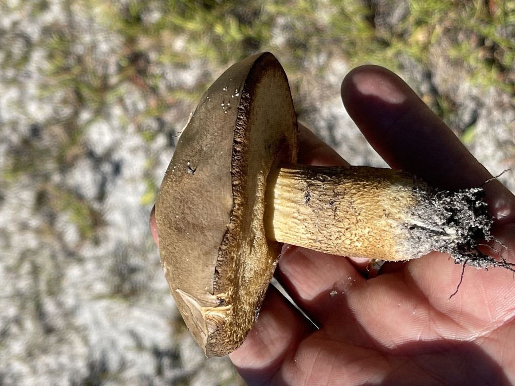 Garcileccinum violaceotinctum
