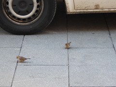 Passer domesticus