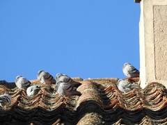 Columba livia domestica