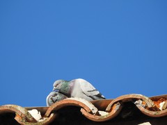 Columba livia domestica