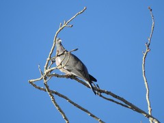 Columba palumbus