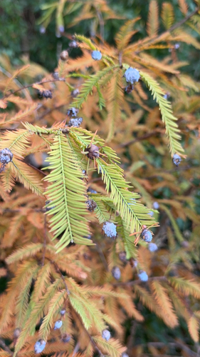 Unknown species found near Williamsburg
