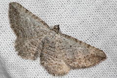 Horisme calligraphata