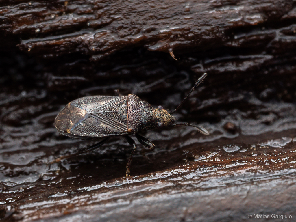 Prytanes plebeius
