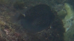 Siganus spinus