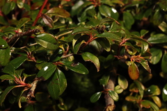 Cotoneaster × suecicus