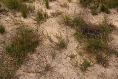 Hermannia aff-denudata