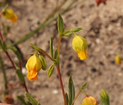 Hermannia aff-denudata