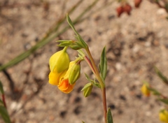 Hermannia aff-denudata