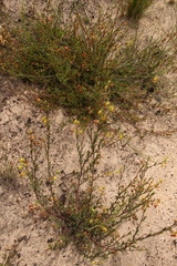 Hermannia aff-denudata