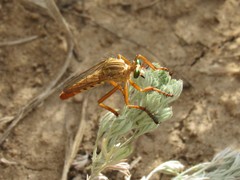 Diogmites angustipennis