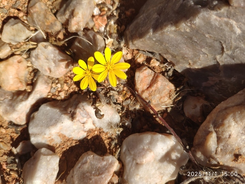 Yellow Gazania (Gazania lichtensteinii)