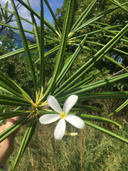 Plumeria alba