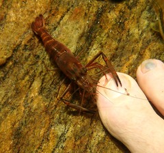 Macrobrachium latimanus