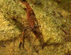 Macrobrachium latimanus