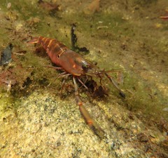 Macrobrachium latimanus