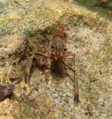 Macrobrachium latimanus