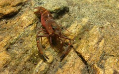 Macrobrachium latimanus