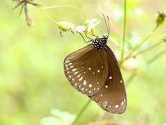 Euploea algea