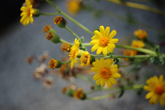 Senecio nigrescens