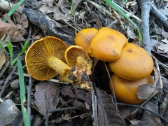 Omphalotus olivascens
