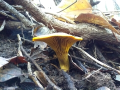 Omphalotus olivascens