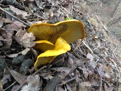 Omphalotus olivascens