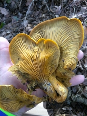 Omphalotus olivascens