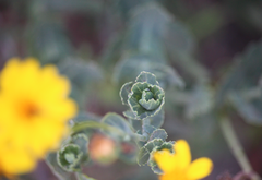 Senecio nigrescens