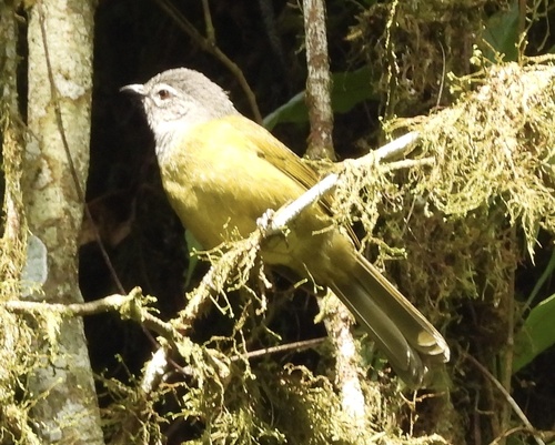 Kikuyu Mountain Greenbul (Arizelocichla kikuyuensis), photo 3