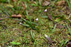Utricularia livida