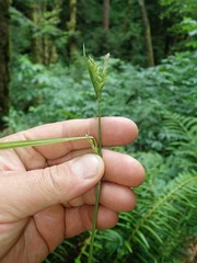 Carex hendersonii