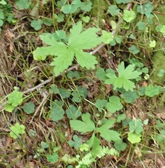 Hydrophyllum tenuipes
