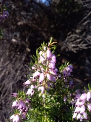 Erica erigena