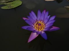 Nymphaea